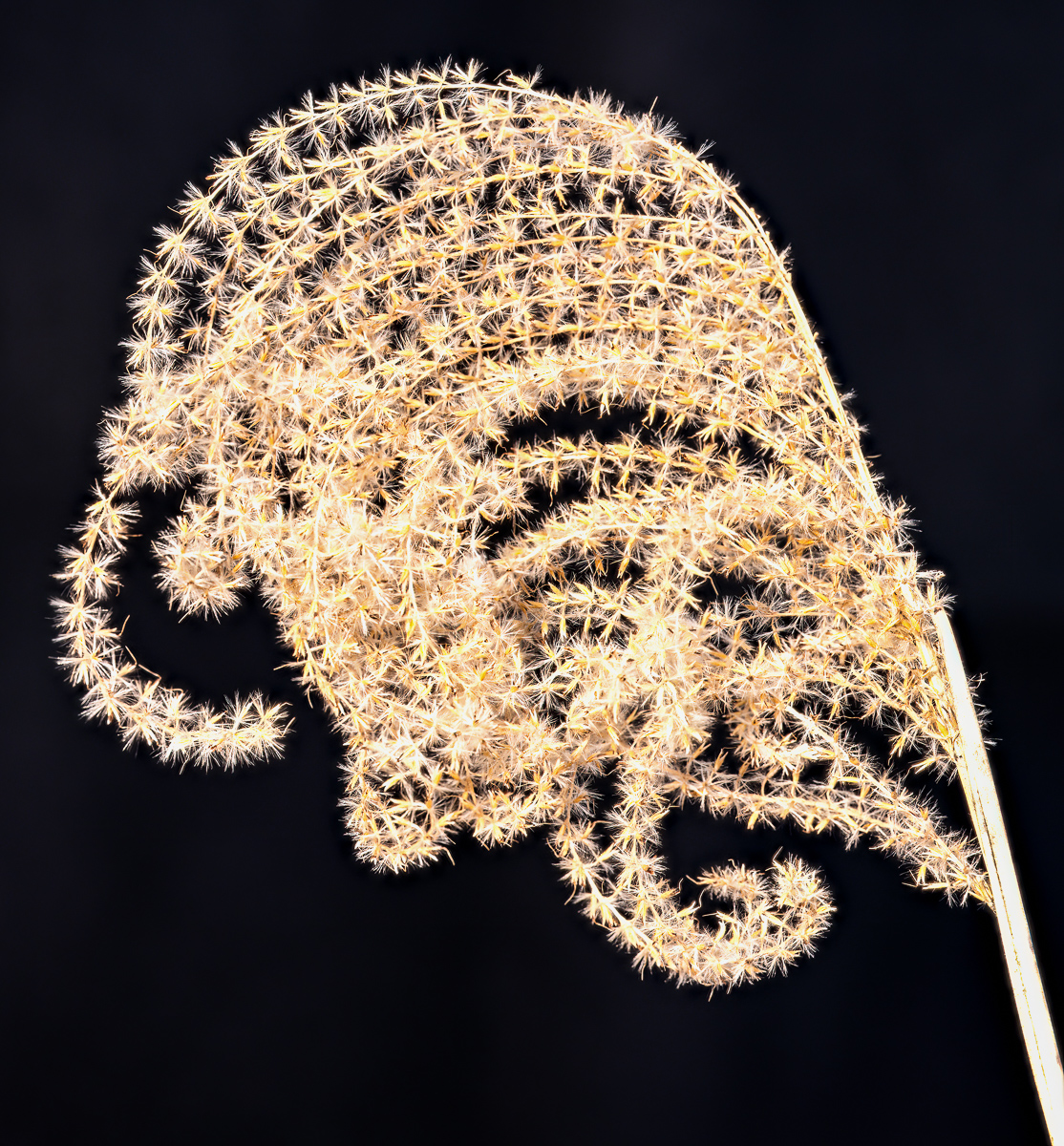 Seed head of pampas grass